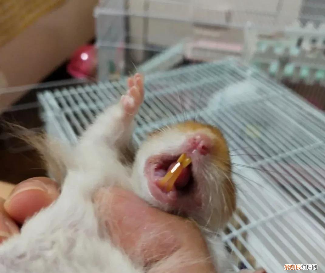 金丝熊需要每天喂食吗,金丝熊一天睡多久