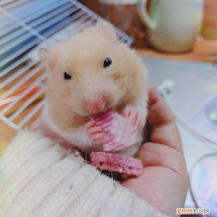 金丝熊需要每天喂食吗，金丝熊一天食量多少克