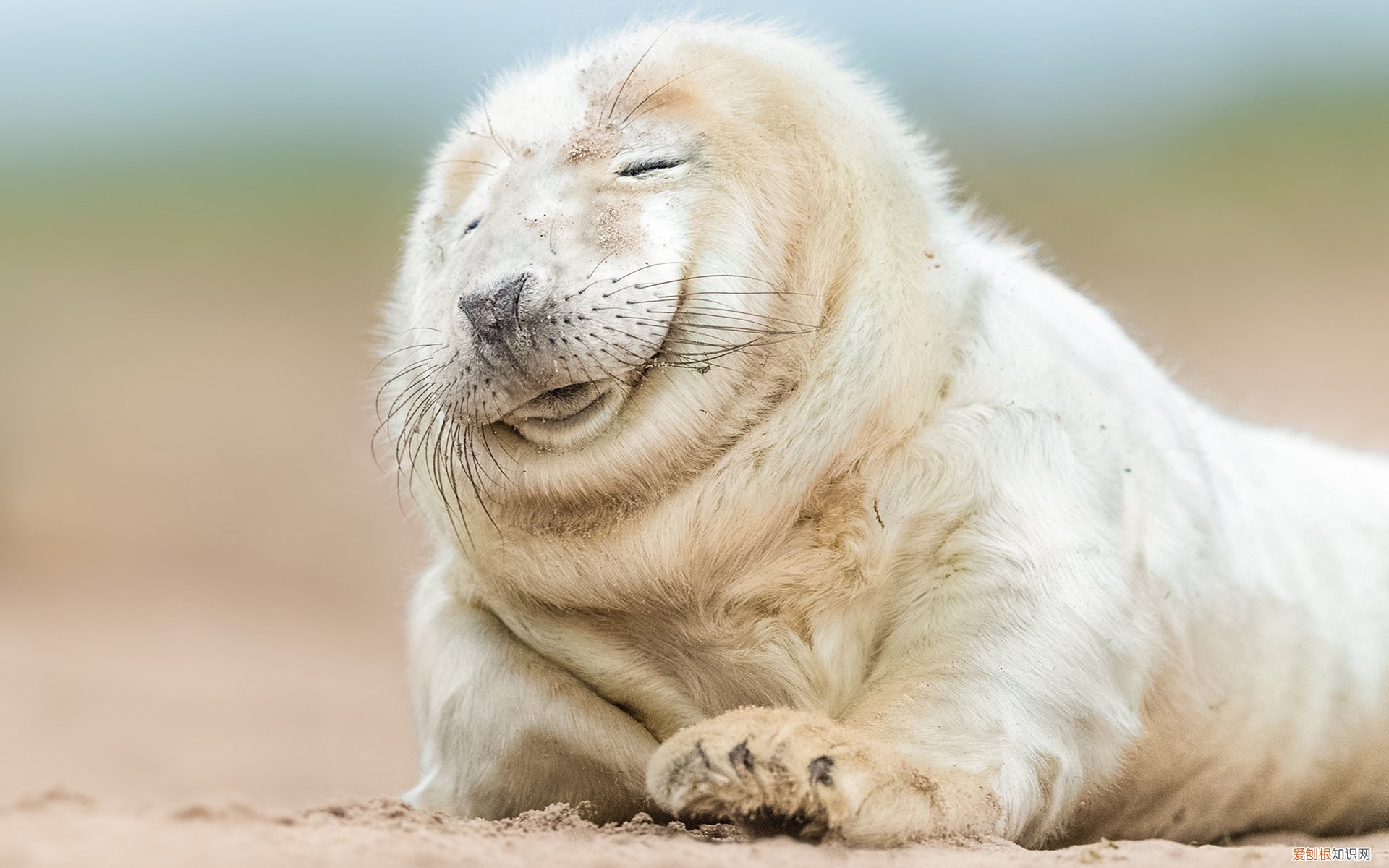 奥帆中心烟花表演时间，奥帆中心灯光秀最佳位置