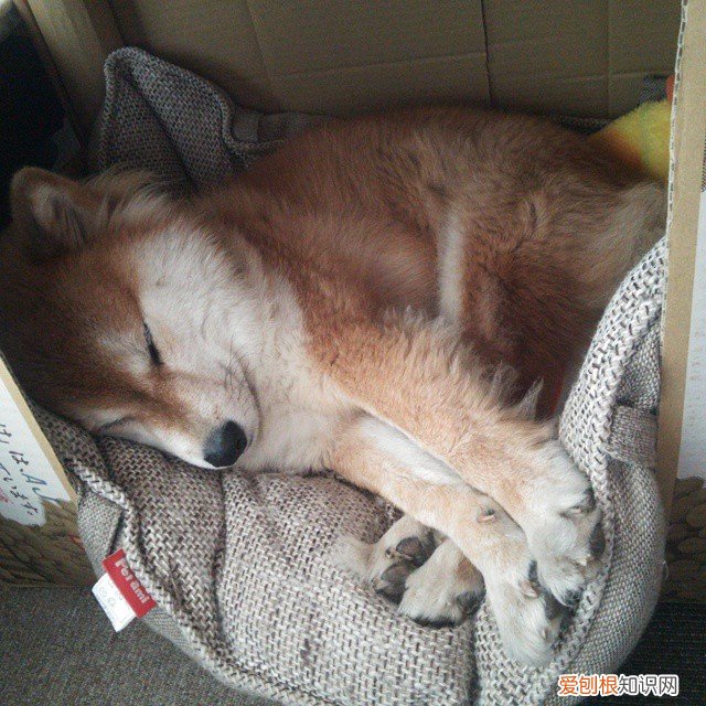 奥帆中心烟花表演时间，奥帆中心灯光秀最佳位置