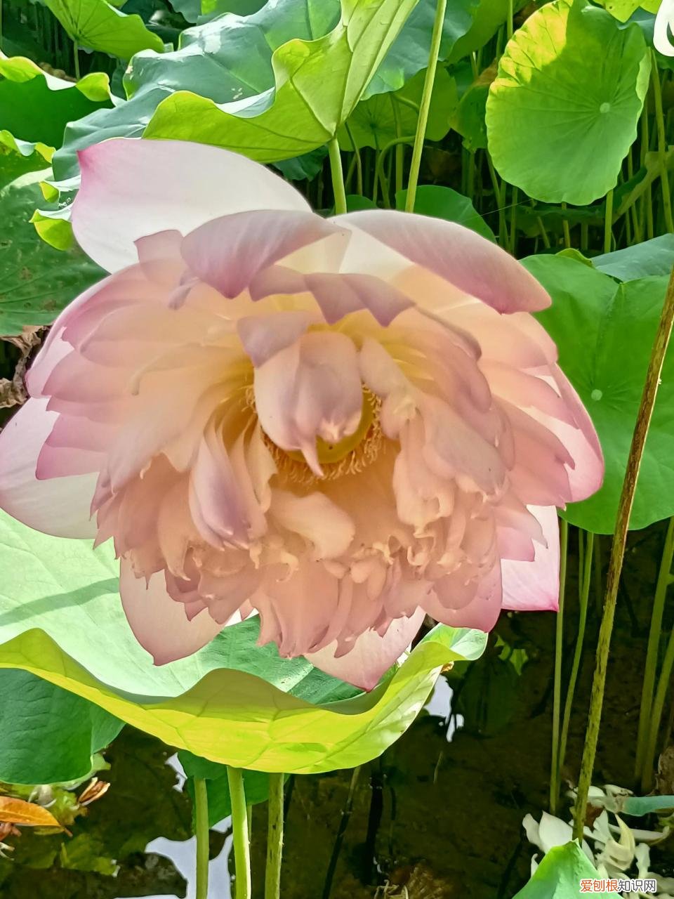 为什么疫情越来越严重了,为什么疫情越来越严重了什么原因