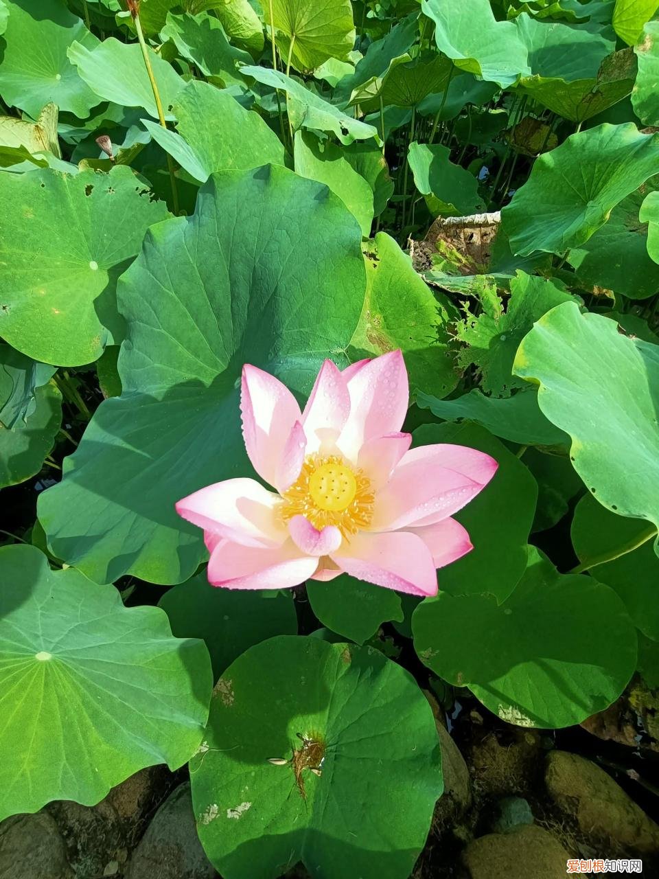 为什么疫情越来越严重了,为什么疫情越来越严重了什么原因