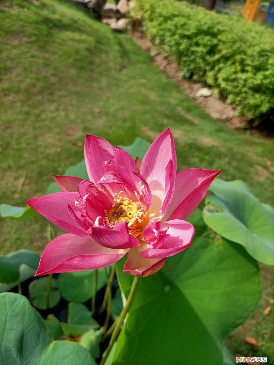 为什么疫情越来越严重了,为什么疫情越来越严重了什么原因