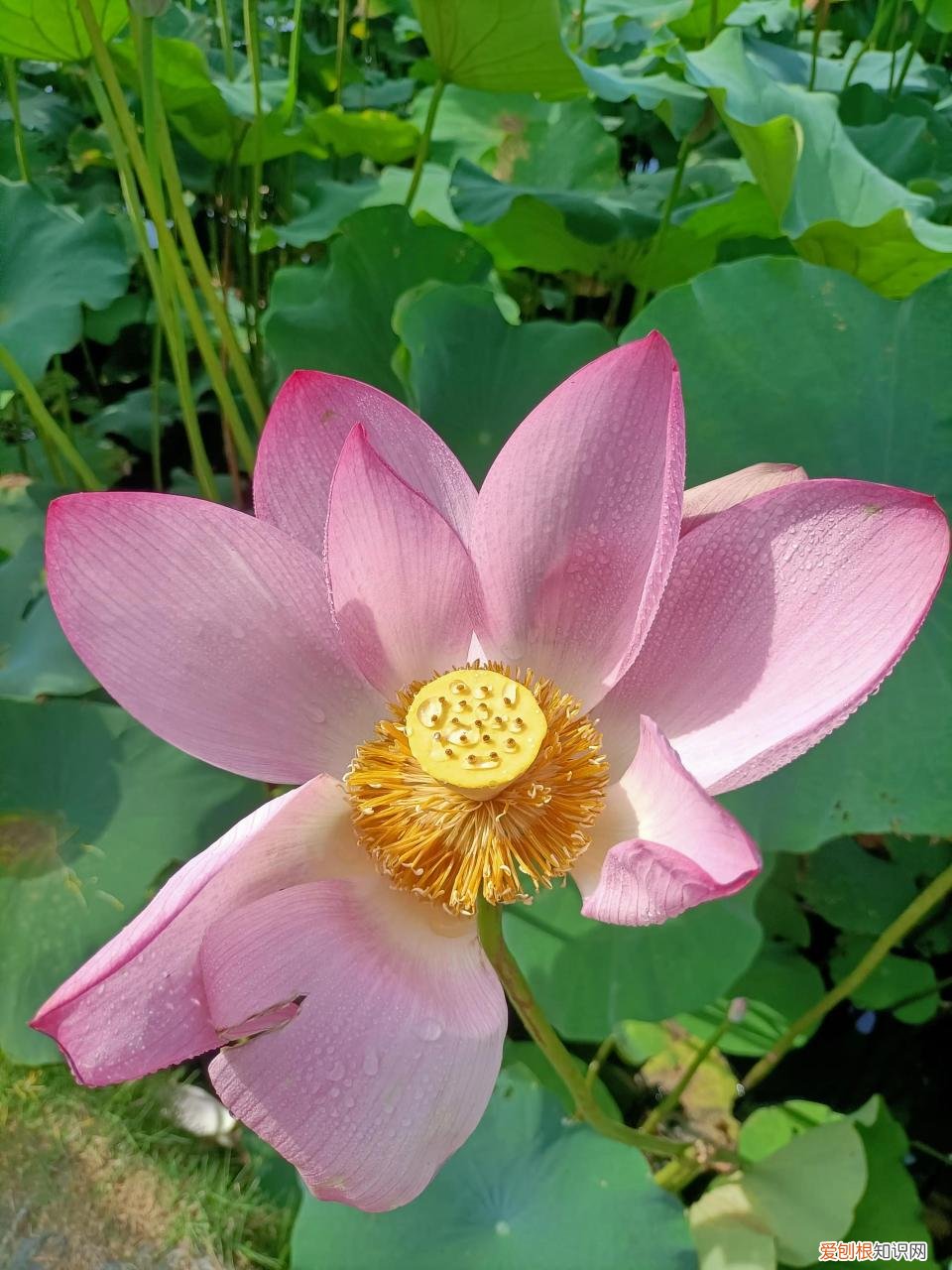 为什么疫情越来越严重了,为什么疫情越来越严重了什么原因