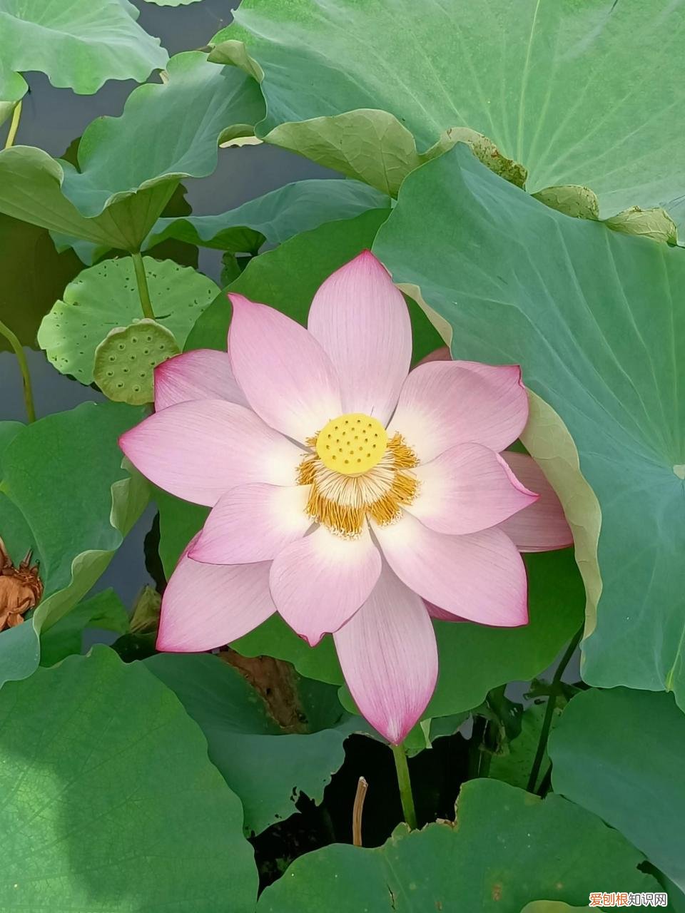 为什么疫情越来越严重了,为什么疫情越来越严重了什么原因