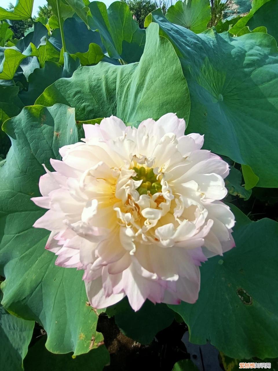 为什么疫情越来越严重了,为什么疫情越来越严重了什么原因