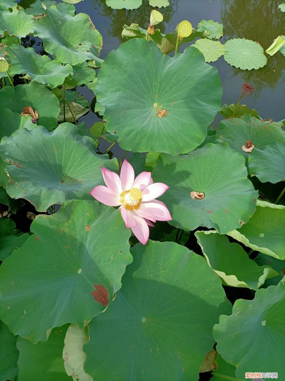 为什么疫情越来越严重了,为什么疫情越来越严重了什么原因