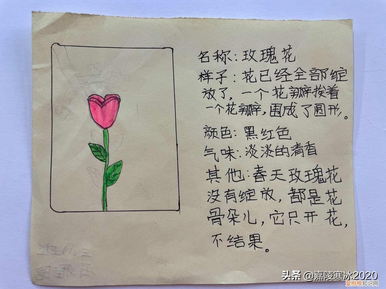 植物记录卡怎么做，植物记录卡范本