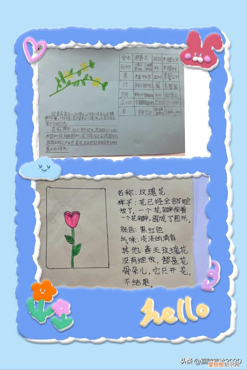 植物记录卡怎么做，植物记录卡范本