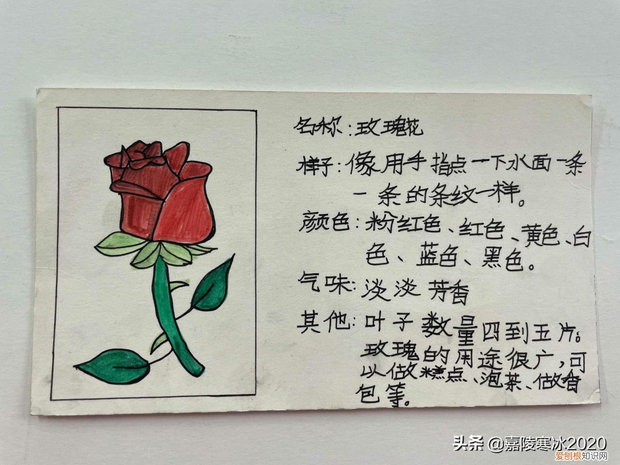 植物记录卡怎么做，植物记录卡范本