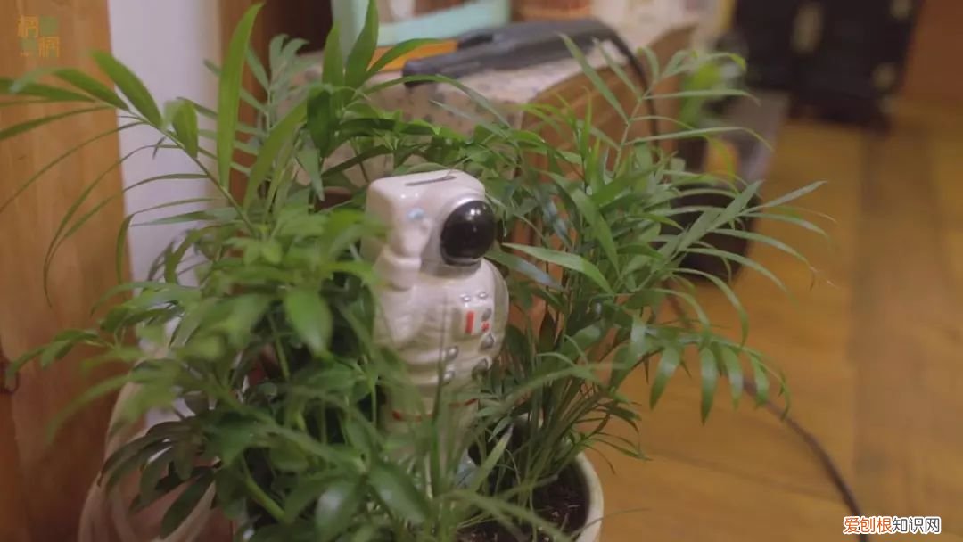 少女的世界在线观看218，少女的世界电影简介