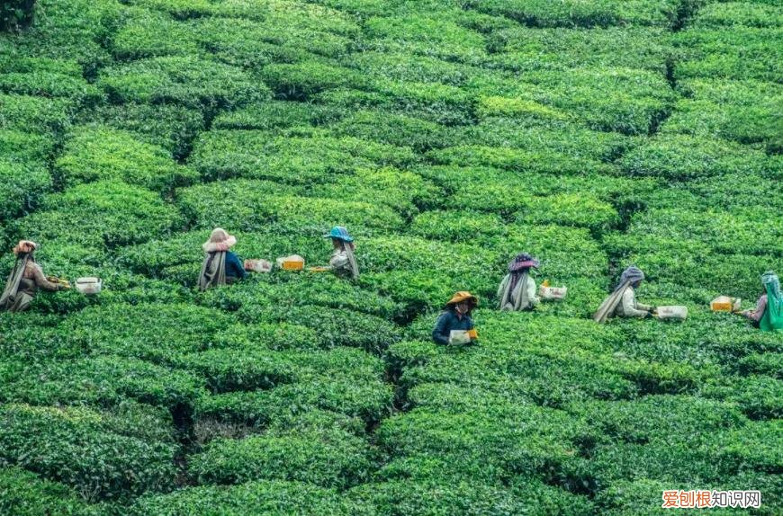 农业可行性报告，黔江能写可行性报告公