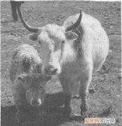 牦牛会反刍吗，牦牛和水牛哪个好