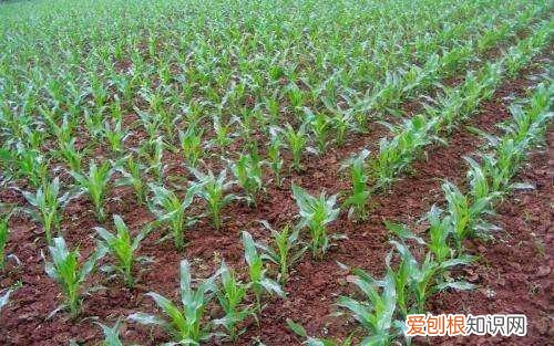 玉米快速催芽方法,种玉米时出苗非常关键的原因是