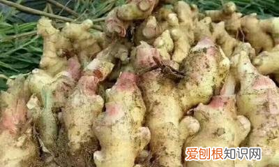 生姜从地里挖出来后如何储存