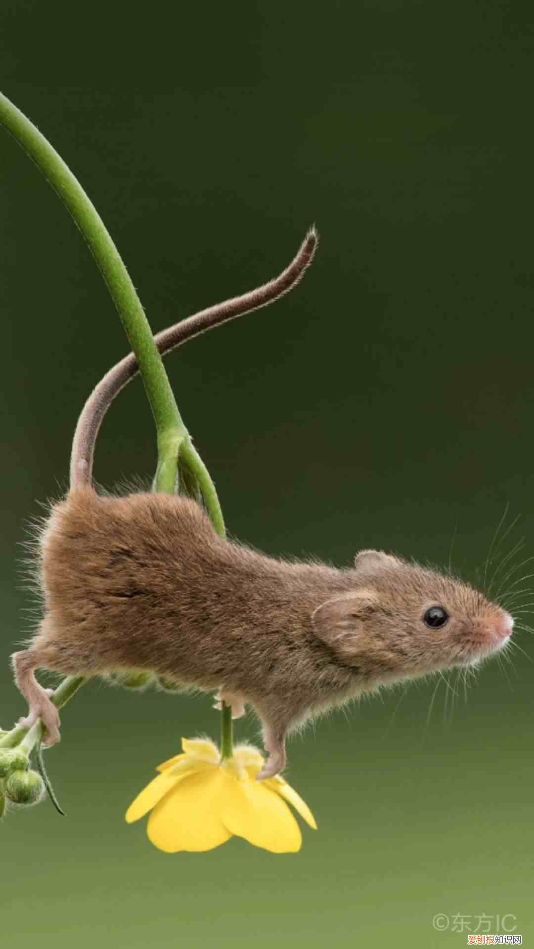 描写手法和技巧 描写方法有哪些