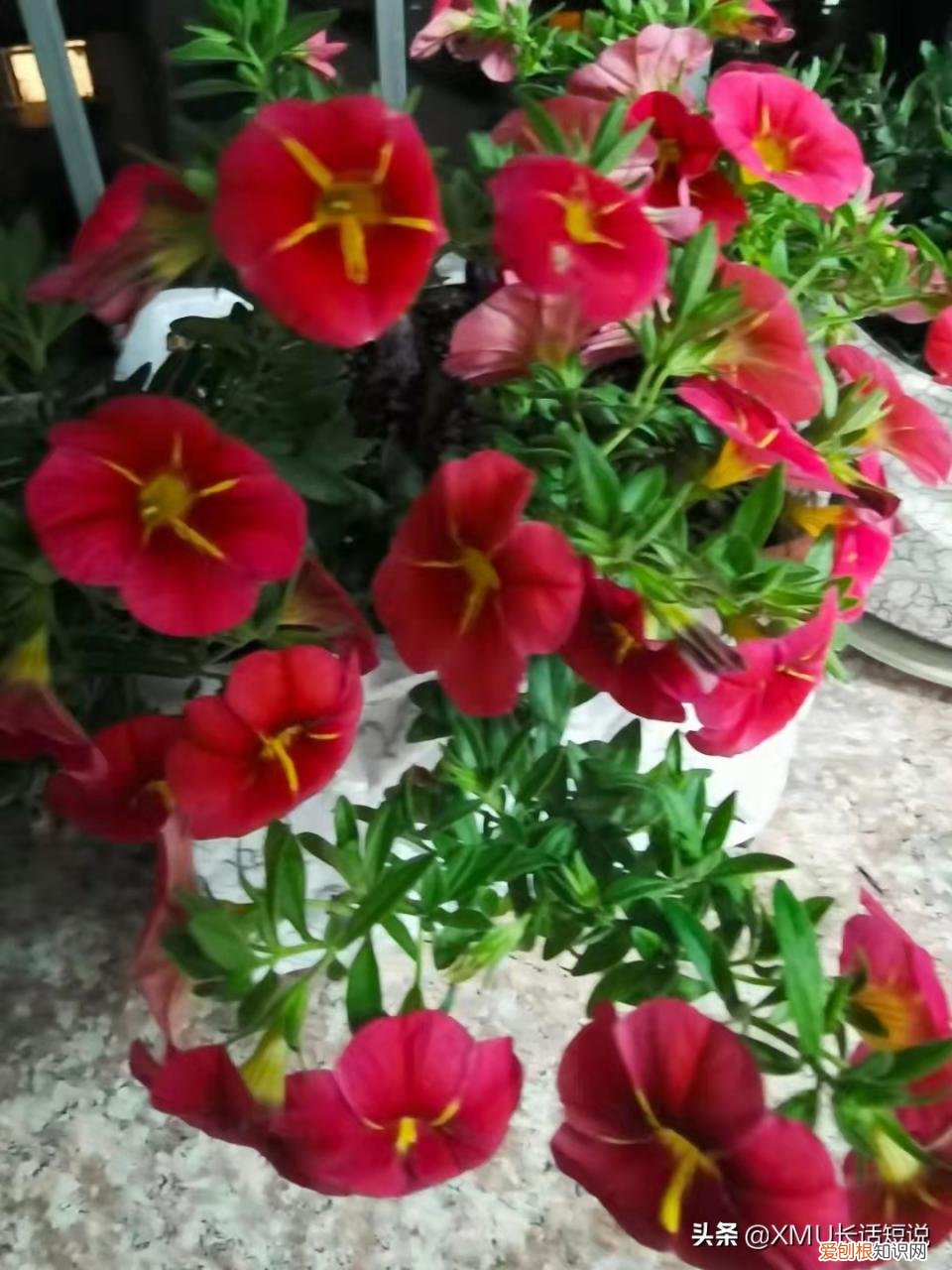 乌克兰基辅柴可夫斯基音乐学院，哈尔科夫音乐学院