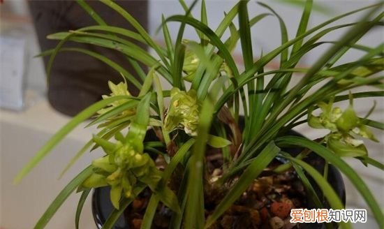 兰花的栽种方法 兰花的栽种方法介绍