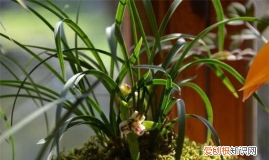 兰花的栽种方法 兰花的栽种方法介绍