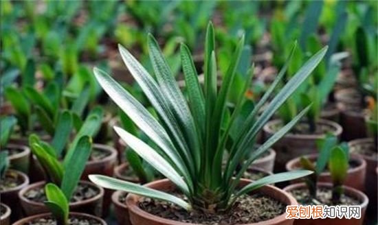 兰花的栽种方法 兰花的栽种方法介绍