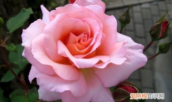 月季水浇多了的症状，月季水浇多了烂根怎么补救