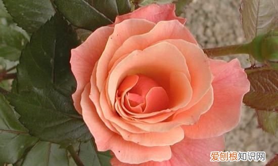 月季水浇多了的症状，月季水浇多了烂根怎么补救