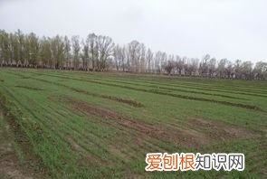江苏小麦什么时候收割,春小麦和冬小麦什么时候播种什么时候收获