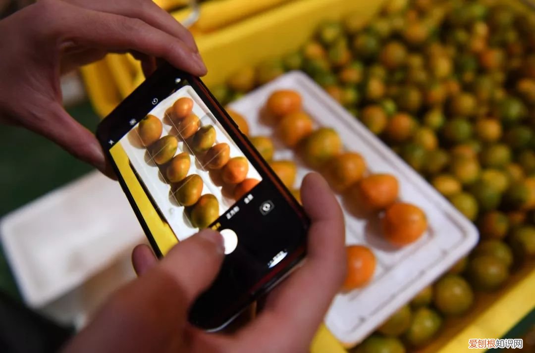 水果属于什么类，水果属于什么品