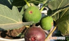 红枣几月份会成熟那，无花果几月份成熟 无花果成熟期在几月份