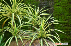 花叶吊兰养殖方法 花叶吊兰养殖方法介绍