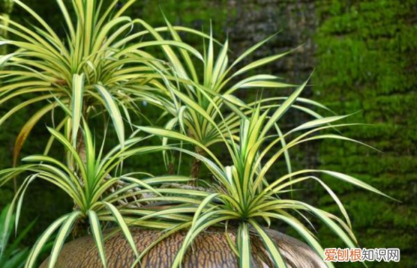 花叶吊兰养殖方法 花叶吊兰养殖方法介绍