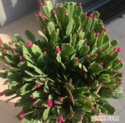 蟹爪兰怎么养殖方法和注意事项 蟹爪兰应该怎么养殖方法和注意事项