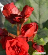 丽格海棠叶子红是晒的 丽格海棠叶子红是不是晒的