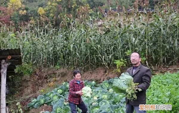 今年闰四月吃树叶是什么意思 闰四月吃树叶什么意思