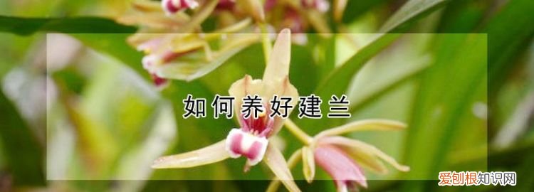 家庭建兰的养殖方法 教你家庭建兰的养殖方法