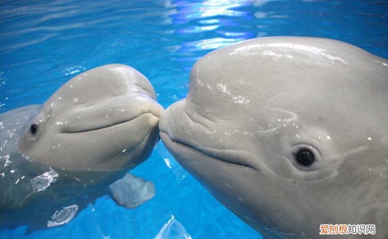 抚顺皇家极地海洋世界,抚顺极地海洋馆一日游