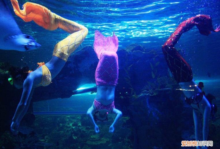 抚顺皇家极地海洋世界,抚顺极地海洋馆一日游