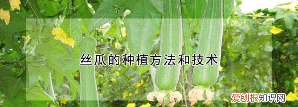 丝瓜育苗方法，丝瓜的种植方法和技术视频