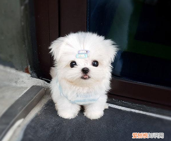 适合家养的小型犬,十种不宜在家养的狗