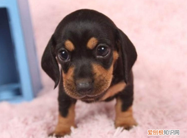 适合家养的小型犬,十种不宜在家养的狗