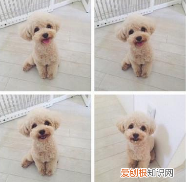 适合家养的小型犬,十种不宜在家养的狗