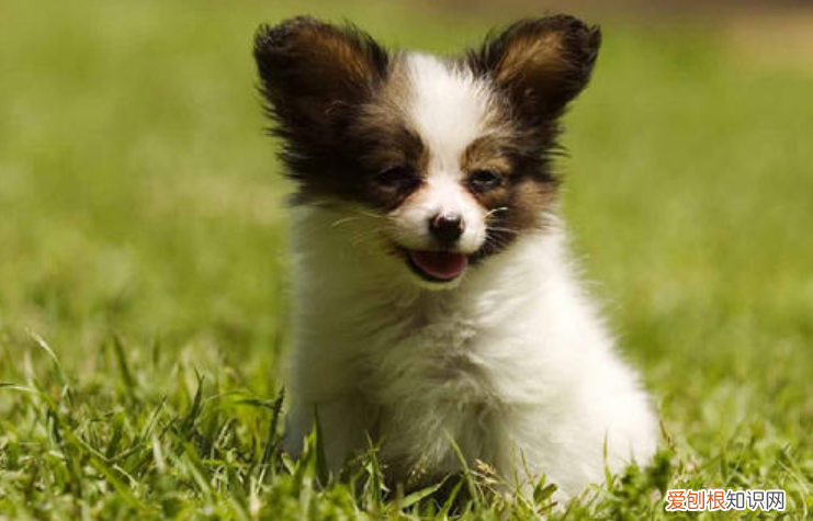 适合家养的小型犬,十种不宜在家养的狗