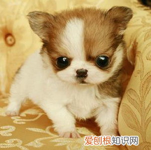 适合家养的小型犬,十种不宜在家养的狗