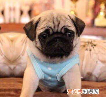 适合家养的小型犬,十种不宜在家养的狗