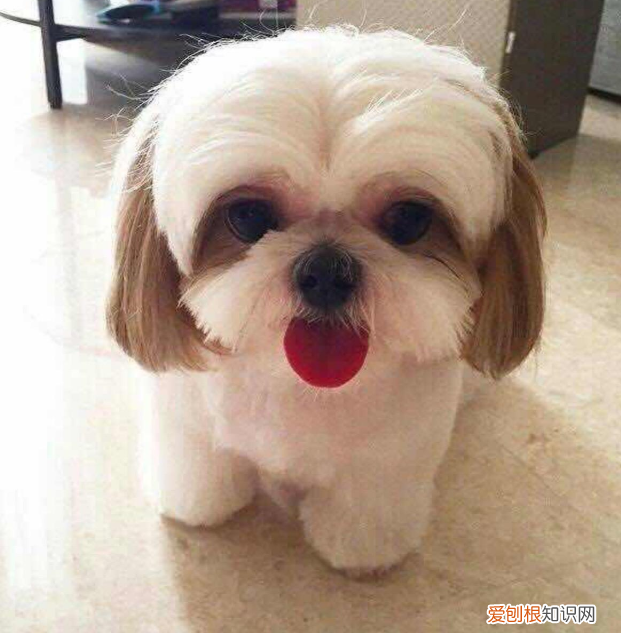 适合家养的小型犬,十种不宜在家养的狗