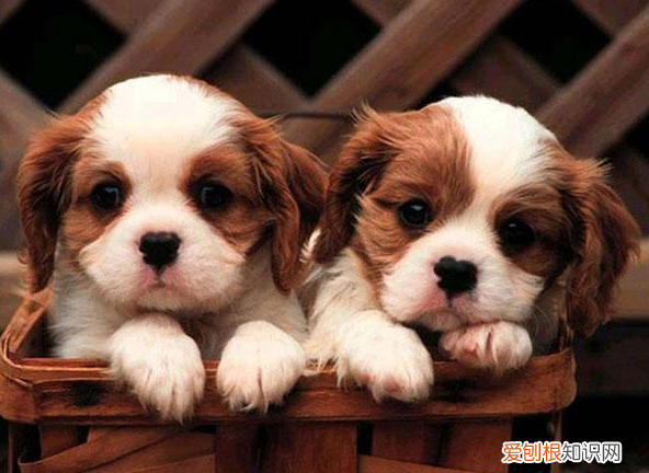 适合家养的小型犬,十种不宜在家养的狗