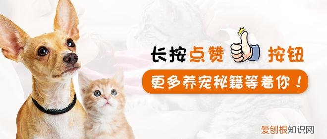 适合家养的小型犬,十种不宜在家养的狗