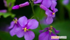 二月兰养殖方法 盆栽二月兰养殖方法