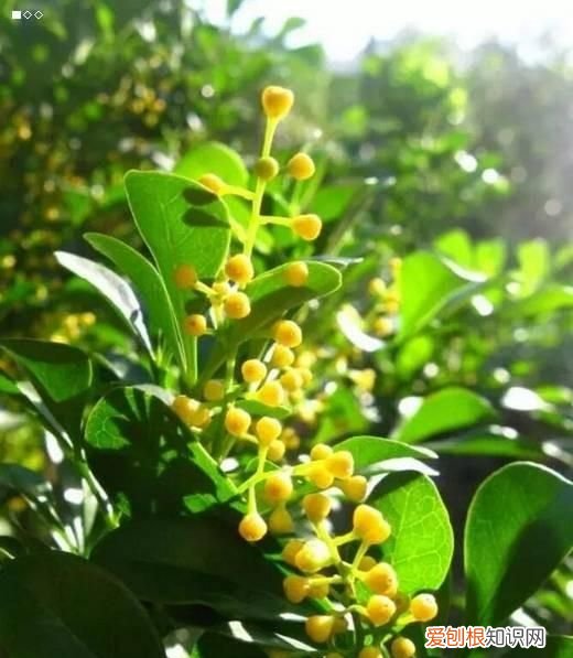 米兰方法和注意事项 米兰养殖方法和注意事项有哪些