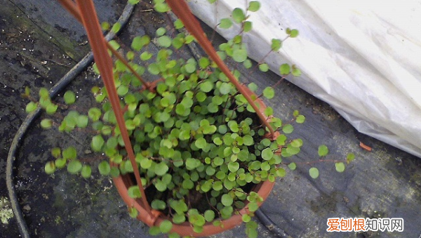 圆叶吊兰的养殖方法 圆叶吊兰怎么养